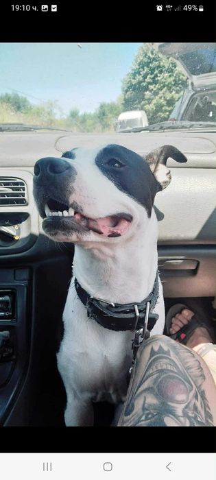 Кученца (питбулчета)