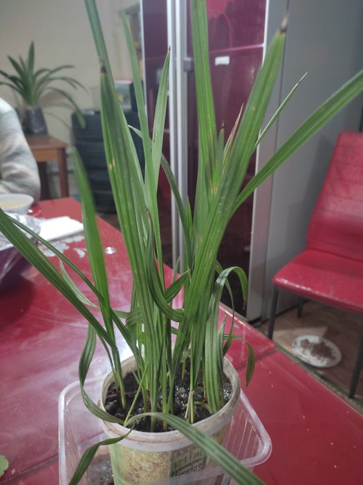 Отростки финиковой пальмы