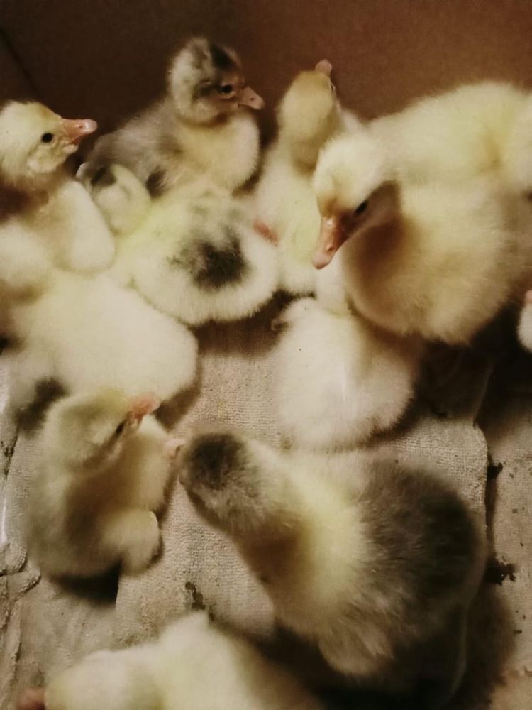 Продамдомашних гусят