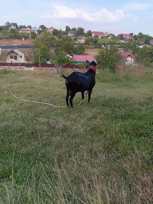 Schimb tap de rasa murciana