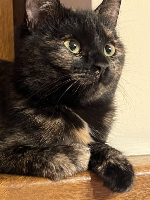 SOS котенок девочка ищет дом!