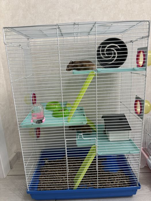 Сирийские Хомяки с клеткой