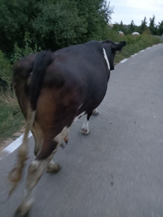 Vând vacă metis gestantă și vițea originală holstain