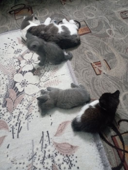 Отдам котят.мальчики.3 шт