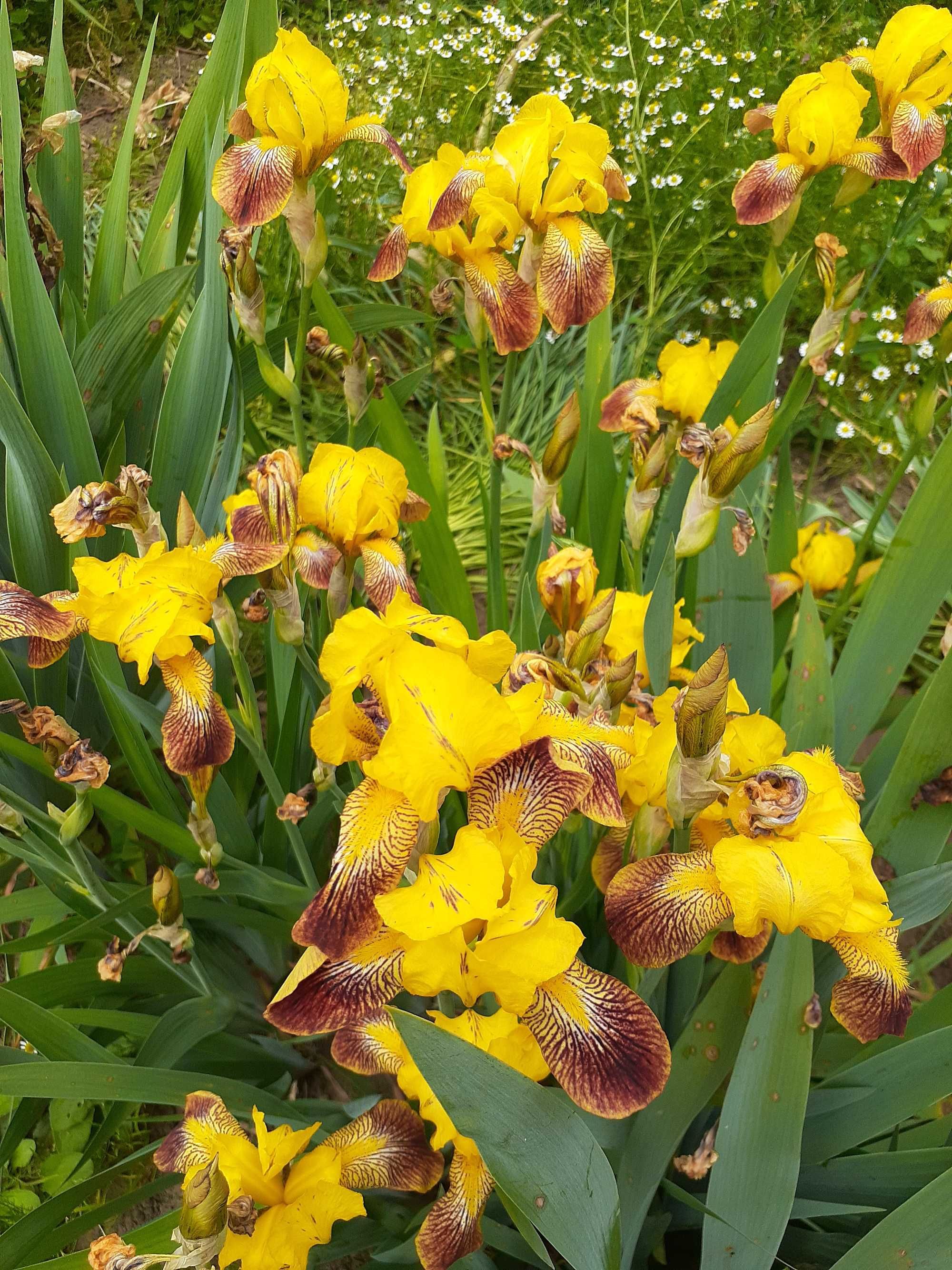 Iris inalt galben cu maro