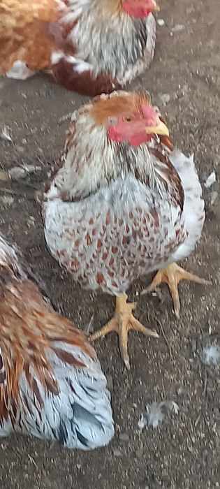 Продам разнопородных петухов на смену крови.