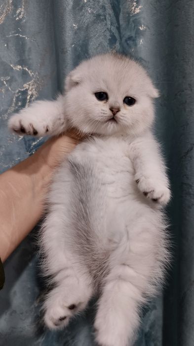 Продаются чистокровная шотландская девочка скоттиш-фолд