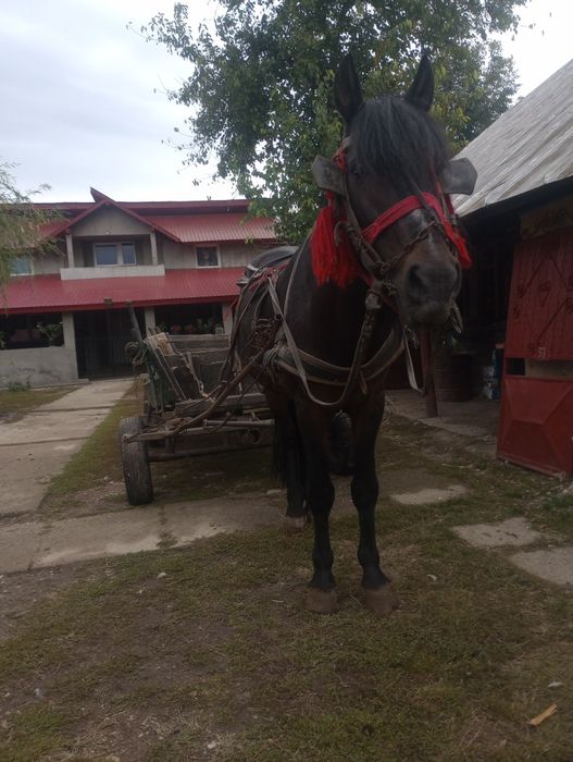 Cal ne castrat an vârstă de 5 ani.8000 lei