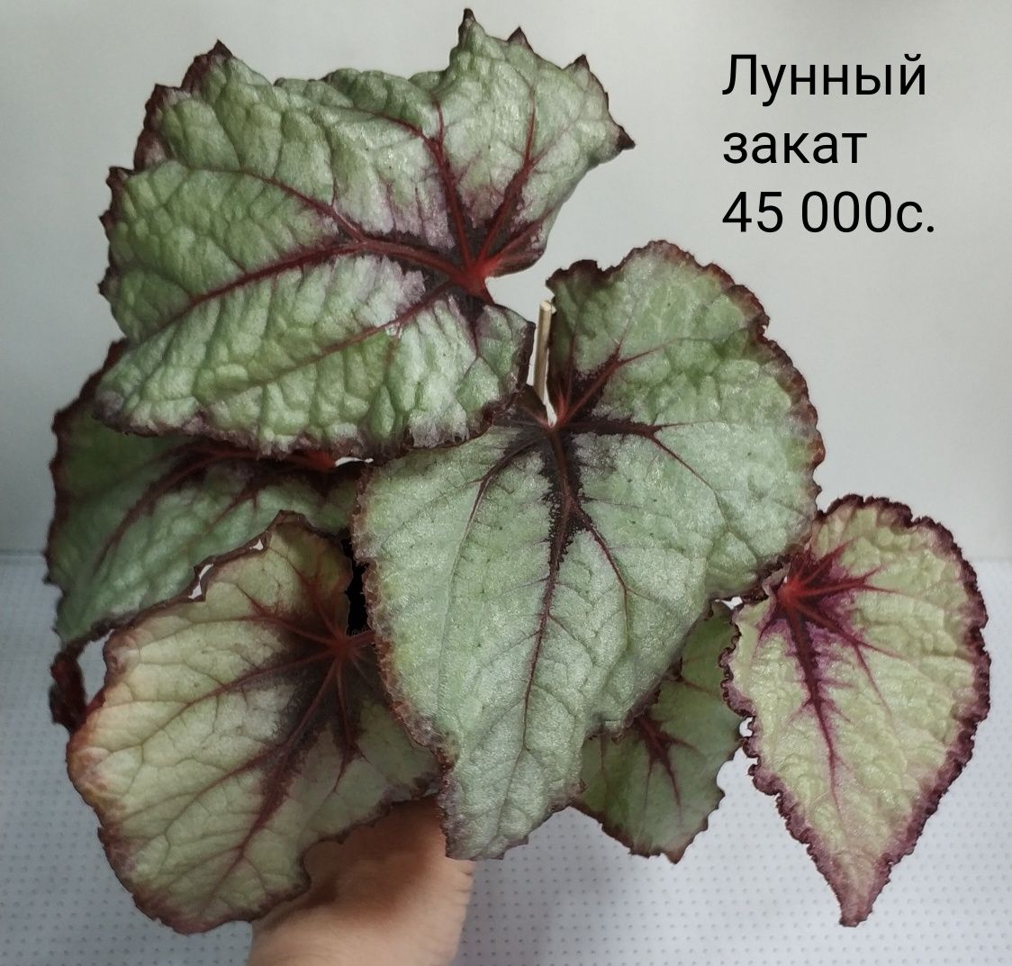 Взрослые бегонии.