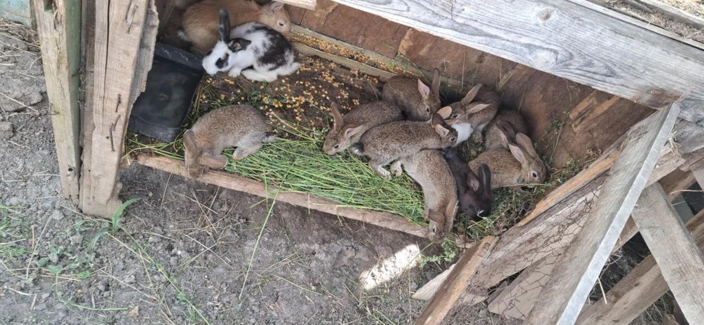 Iepurași de vânzare