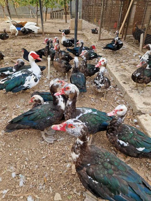 Продаются домашние индоутки