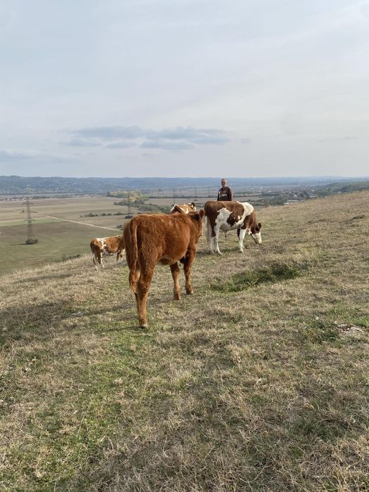Vănd vaci mai multe detalii la telefon