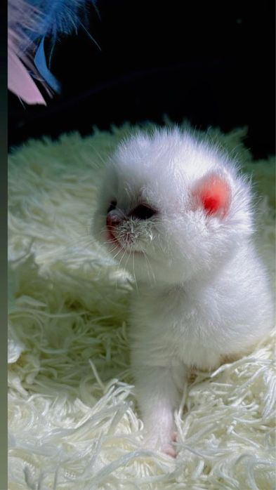 Британские шиншила котята премиум класса