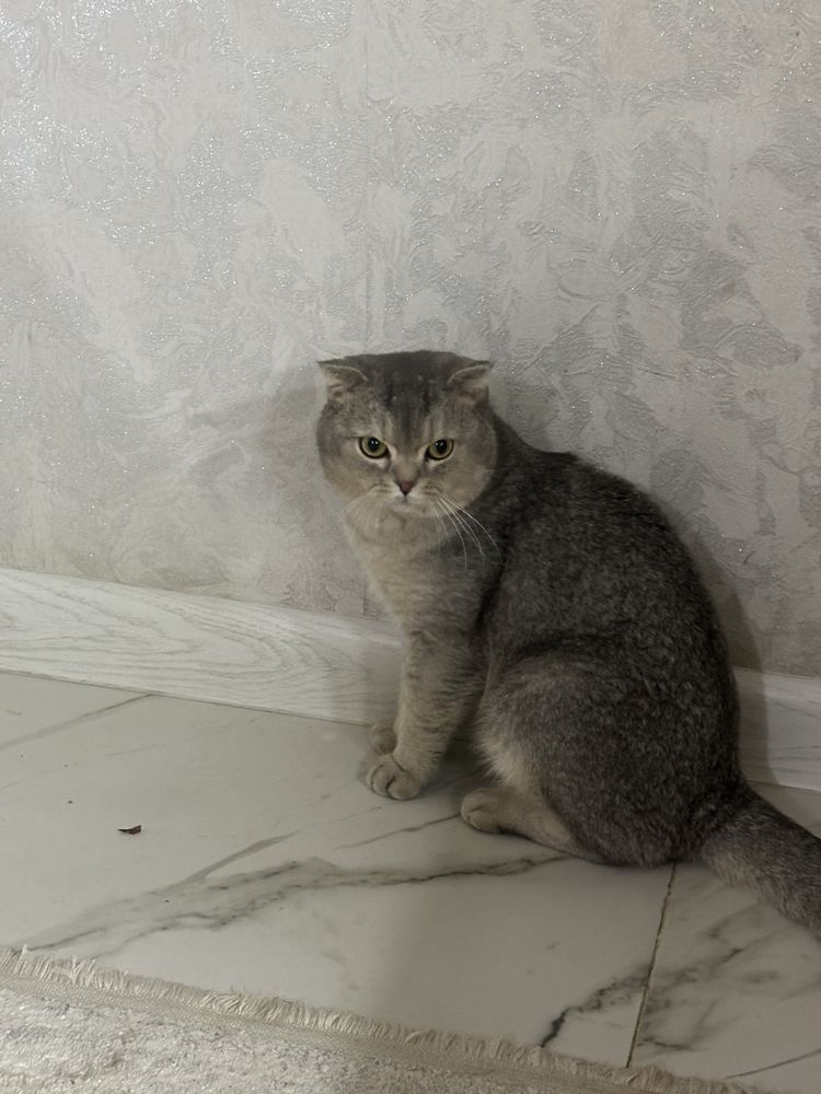 Кошка ,мысық ұрғашы,еркек