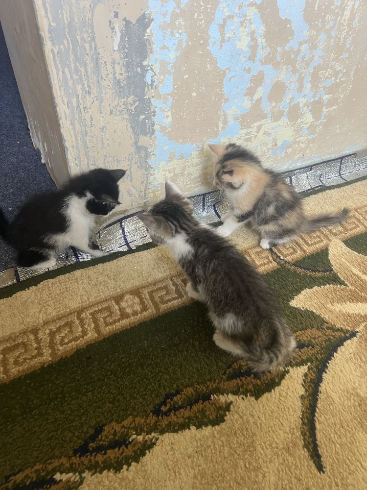 Продам котят 2месячных
