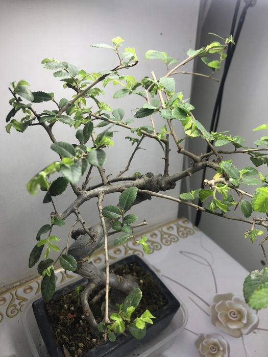 Продам бонсай китайский вяз!