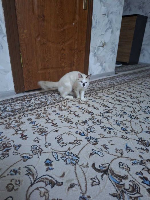 ragdoll o'g'il 8 oylik