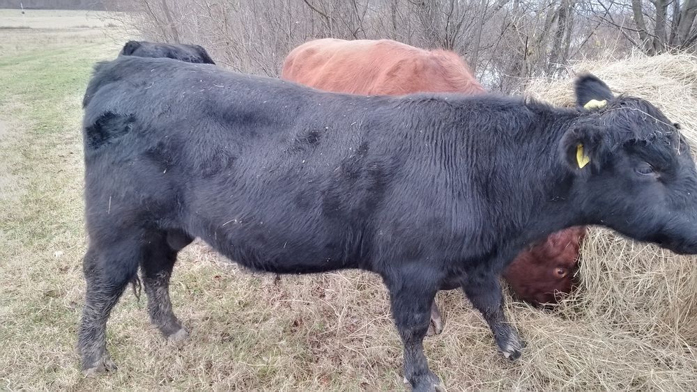 Vând taur Angus în jur de aproximativ 450-500.