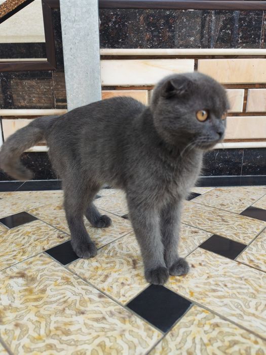 Scottish Fold toza zot