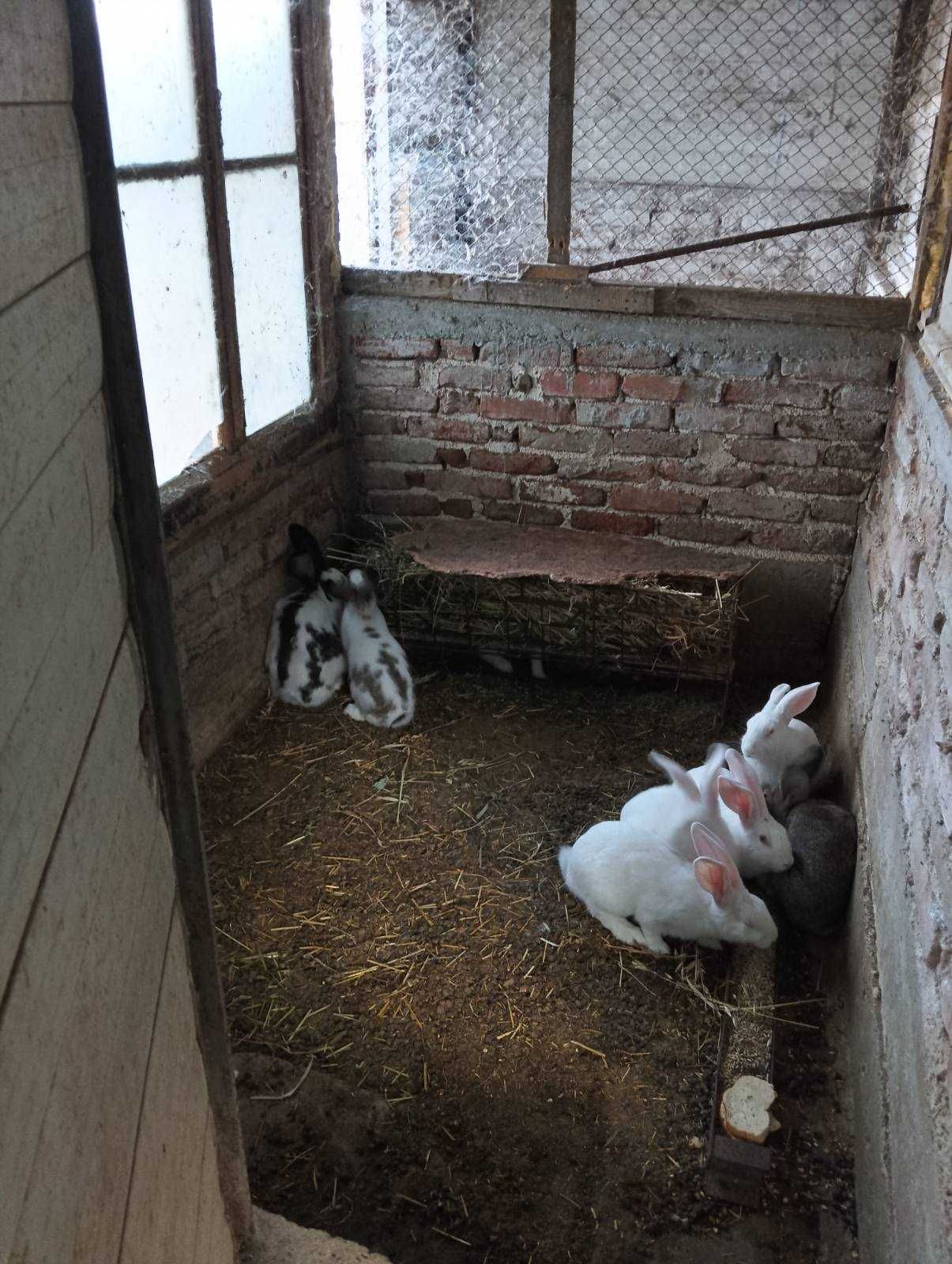 Продавам зайци пеперуда и цика