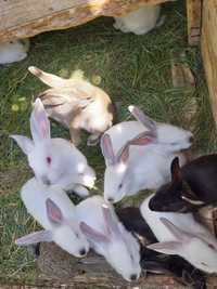 Vand iepuri romanesti