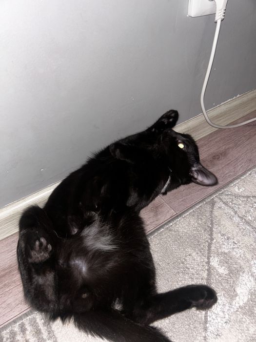 Кот домашний приученный к лотку отдадим в хорошие руки
