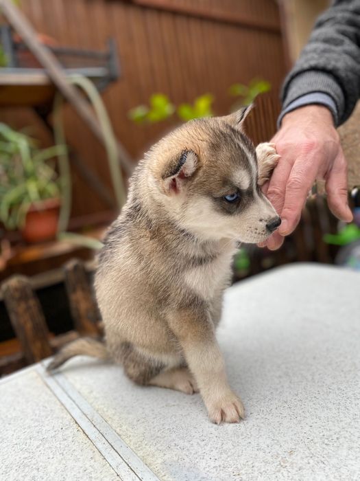 Femela husky siberian, exemplar deosebit!