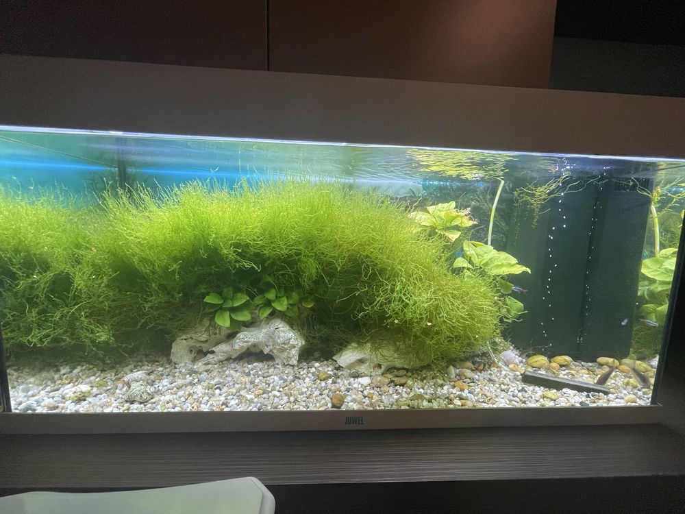 Acvariu si plante naturale