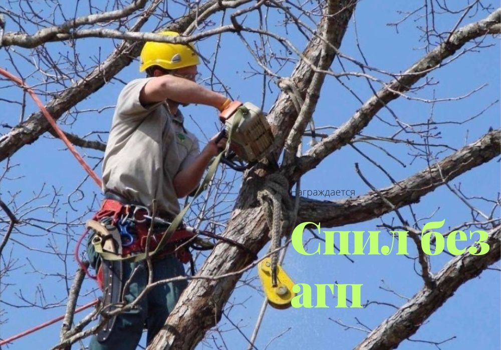 Спил дерева тал кесу 24/7.