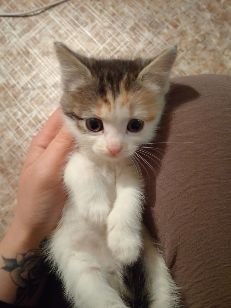 Отдам в хорошие руки котят
