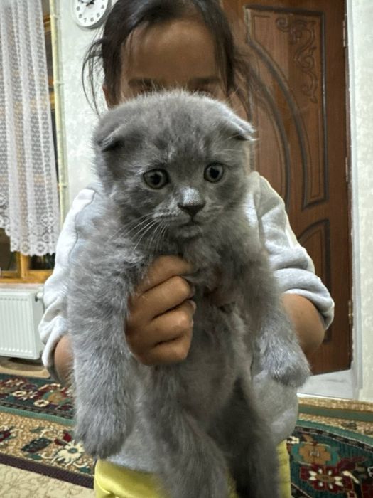 Срочно скидки !!! Очаровательные котята ищут дом! Scottish fold/straig