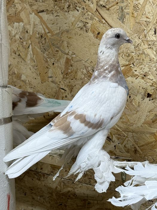 Продам голубей !