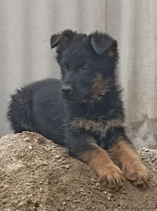 Немецкая овчарка