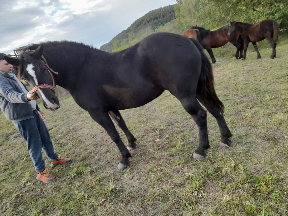 Vind minză de 3 ani sau schimb cu oii de ținut