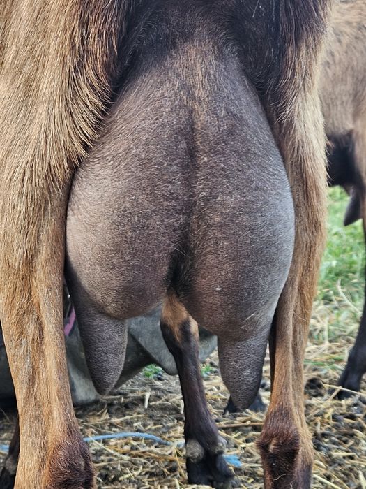 Disponibile 2 capre de vanzare si un tapisor de asta primăvară