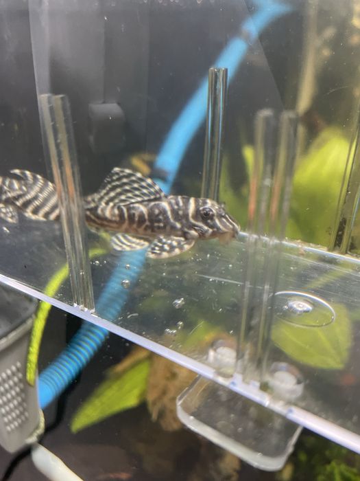 Номерной сом L 333