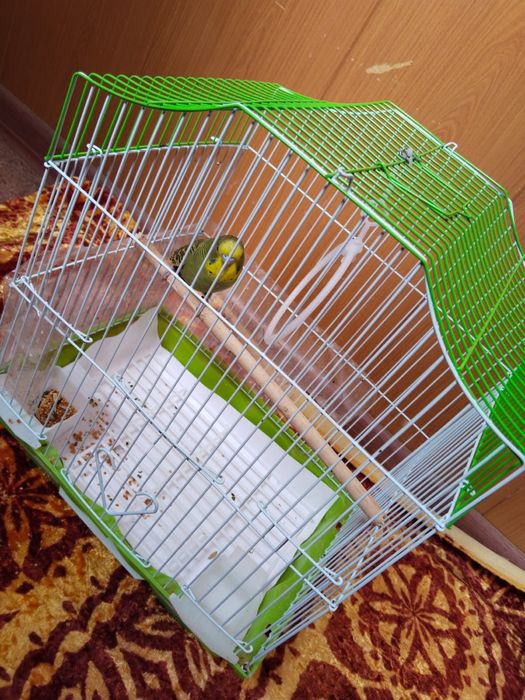 Продается попугай