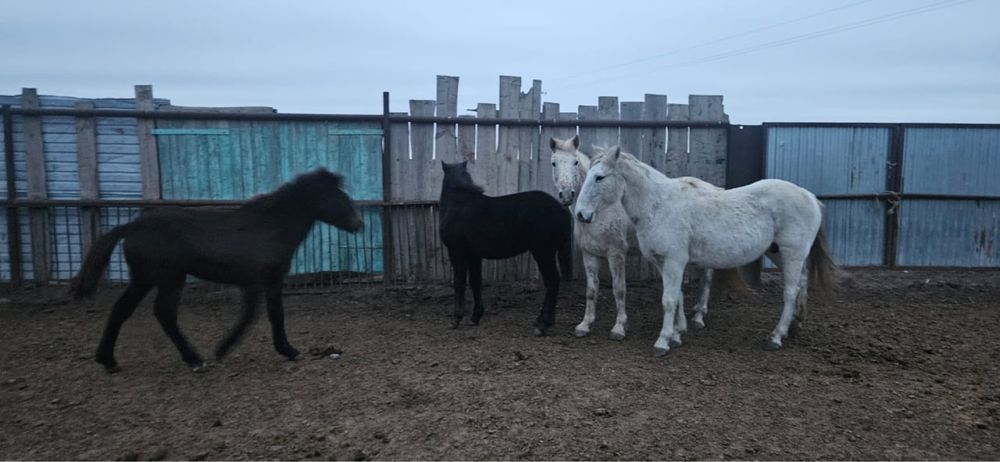 согым бие жабагы