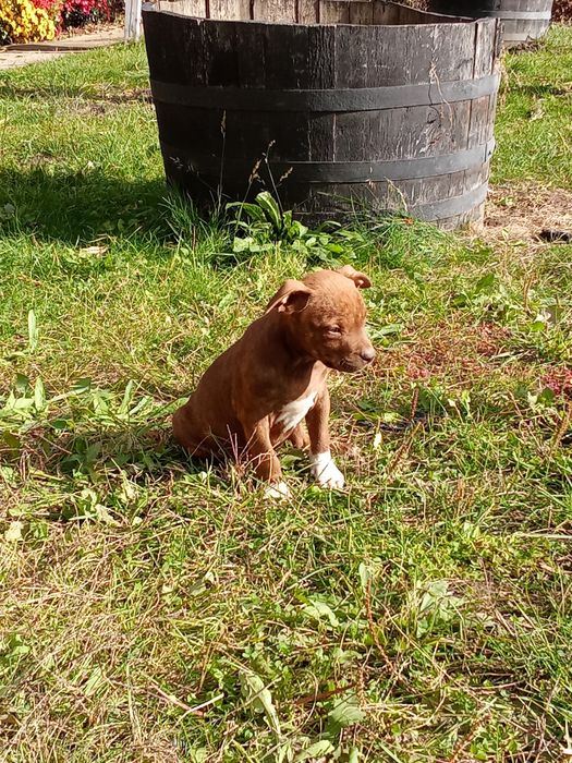 Питбули на два месеца