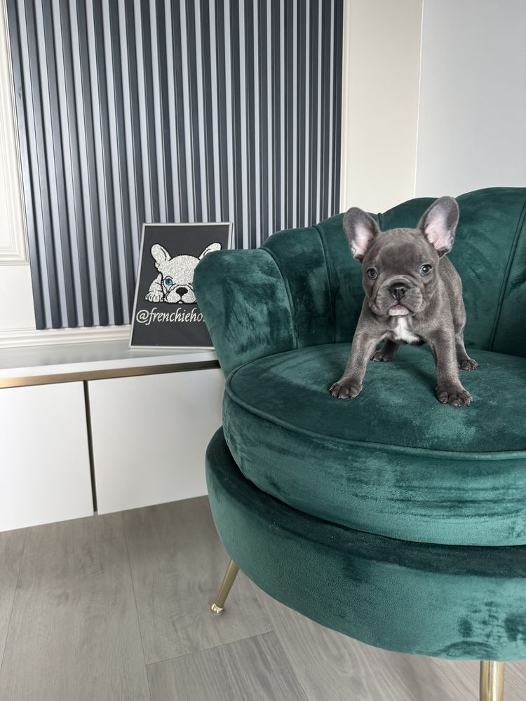 Bulldog francez Frenchie House