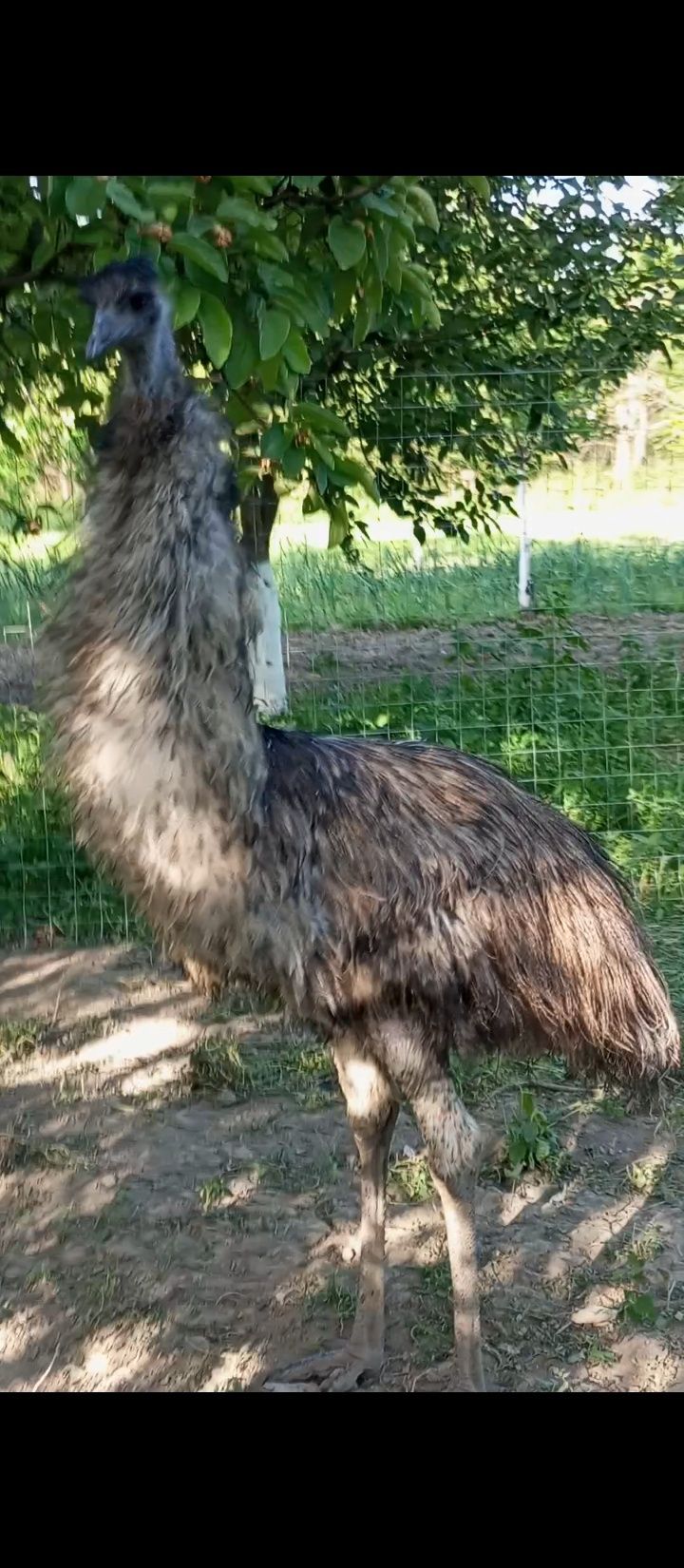 Vând struț emu mascutl