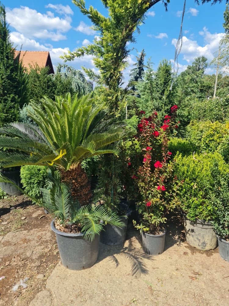 Plante ornamentale amenajez grădini