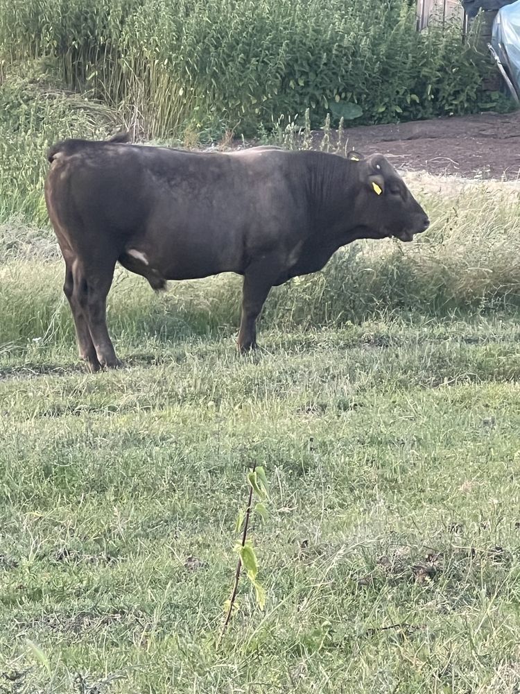 Taur angus de vanzare