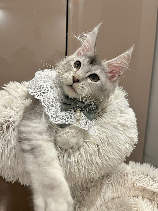 Baietel Maine Coon PEDIGREE Felisa