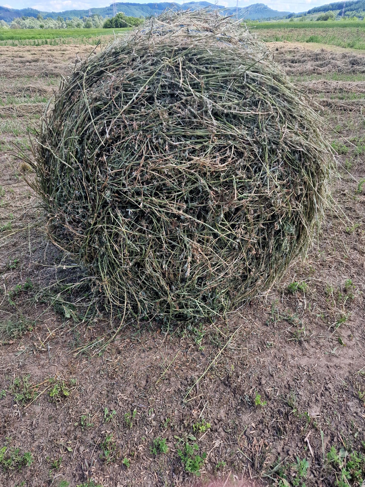 Baloți de lucernă rotunzi