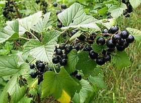 Arbusti Fructiferi (Coacaz Negru )