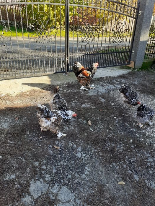 Ouă brahma porțelan