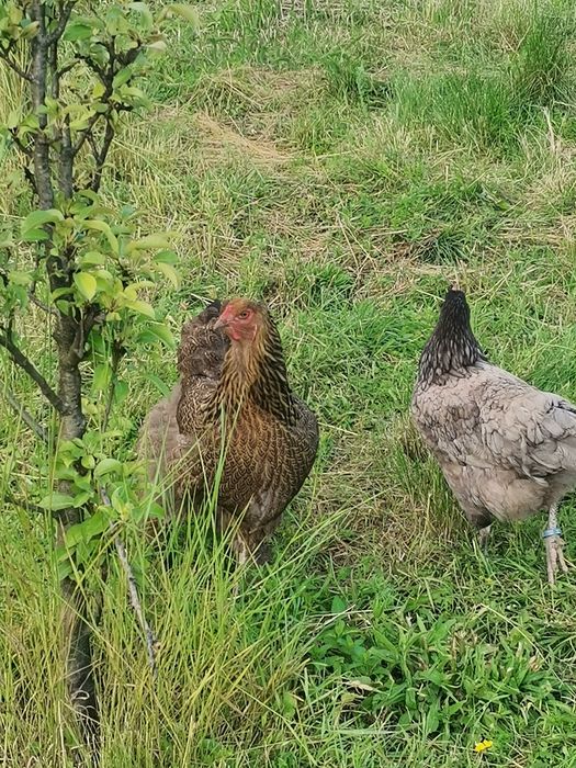 Schimb/Găini și cocoși brahma