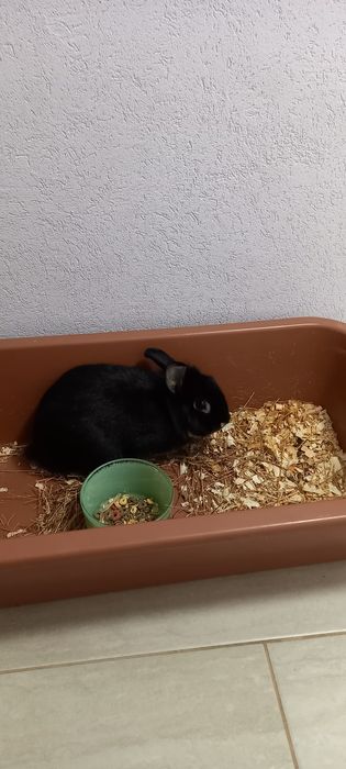 Подарява се зайче с клетка