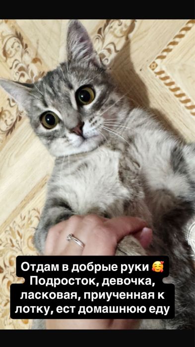 Одтам в добрые руки кошку